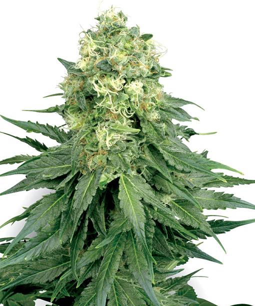 chemdawg-4-cannabis-seeds.jpg