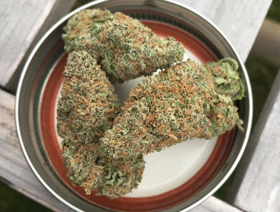 Gelato 1