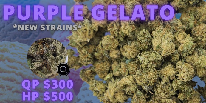 PURPLE GELATO (4).jpg