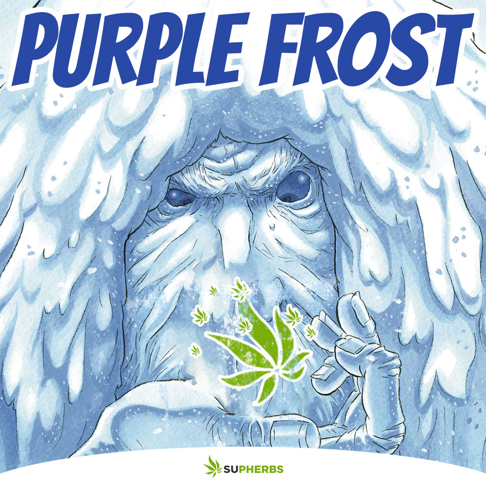 SUPHERBS-PURPLE-FROST.jpg