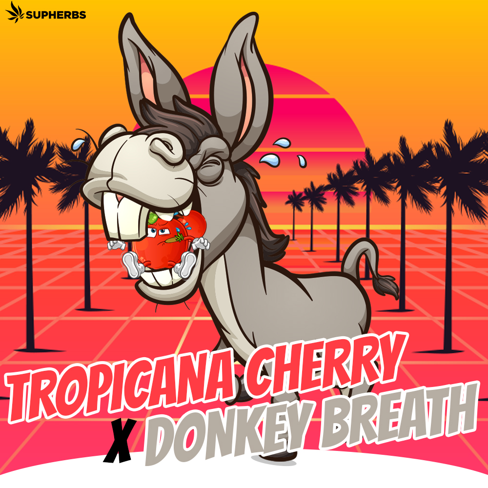 SUPHERBS-TROPICANA-CHERRY-X-DONKEY-BREATH.jpg