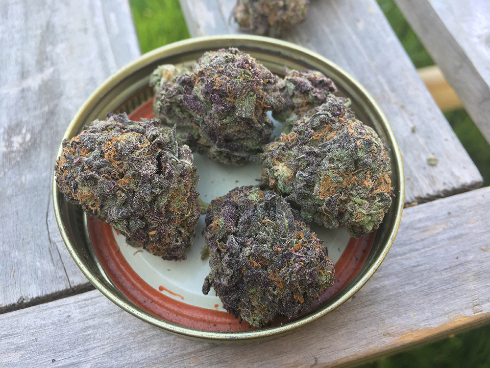 Blackberry Kush 1