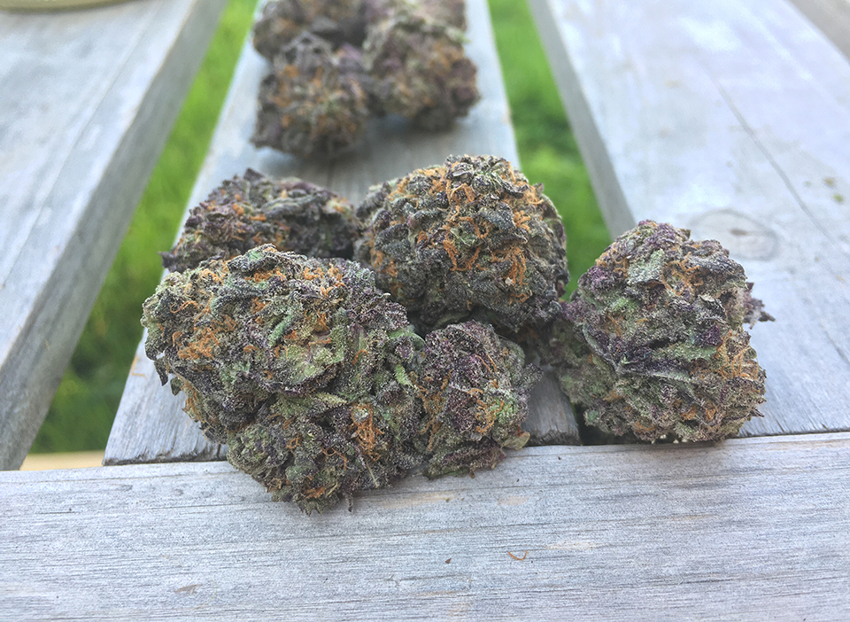 Blackberry Kush 2